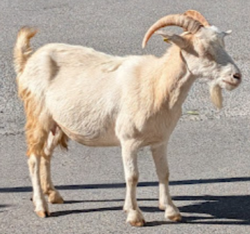 Goat hanging around the base of the funicular