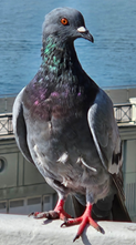 Handsome pigeon