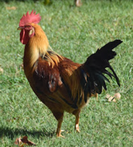 Rooster at Jardins do Palácio de Cristal