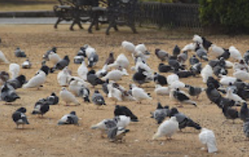 White pigeons in María Luisa park