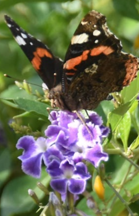 Buttlerfly on flowers