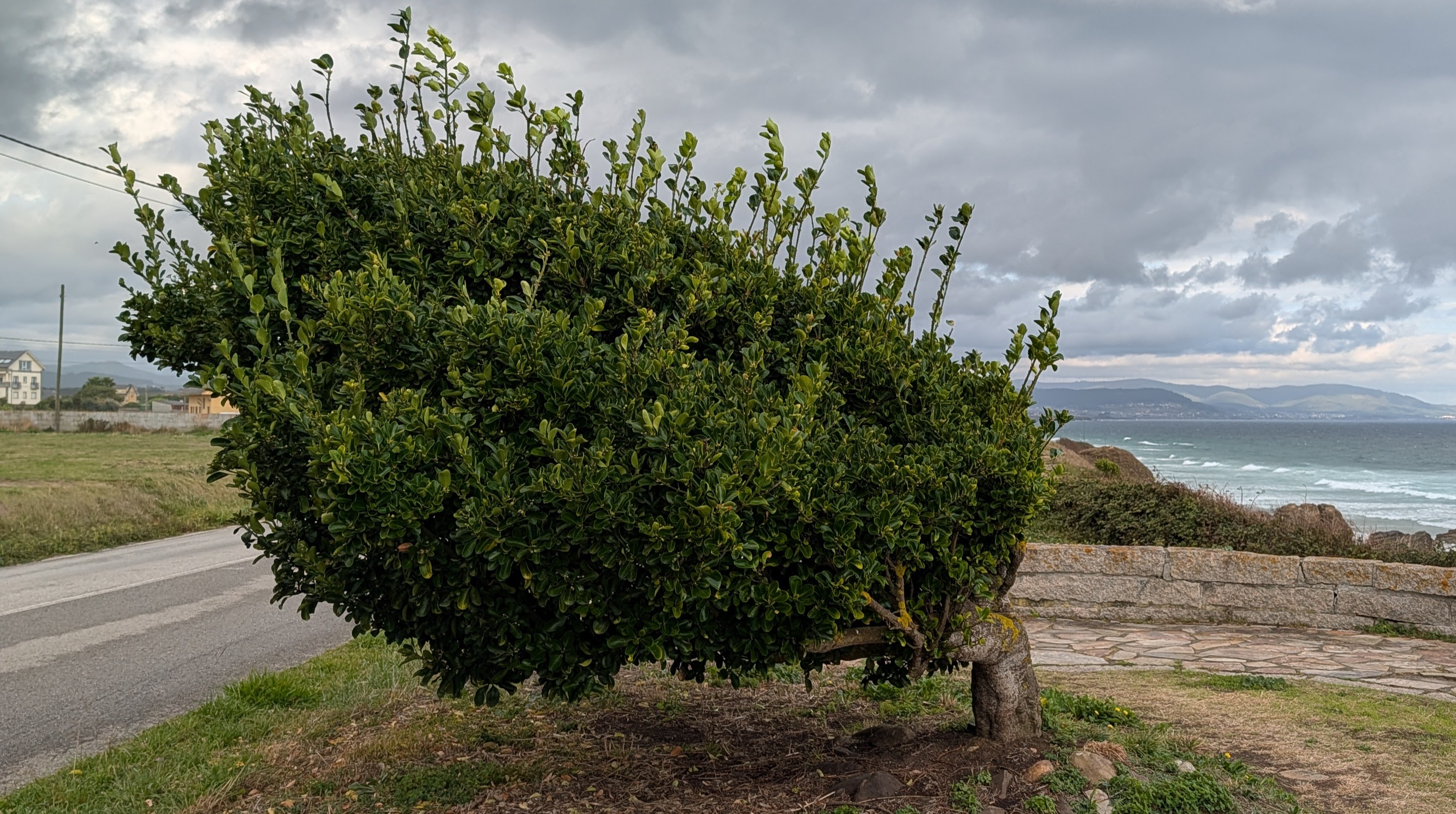 A windblown tree