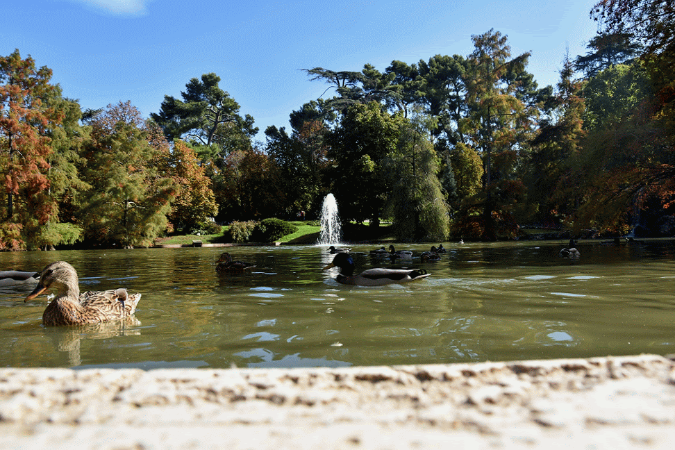 Ducks swimming in the pond in front of Palacio de Cristal