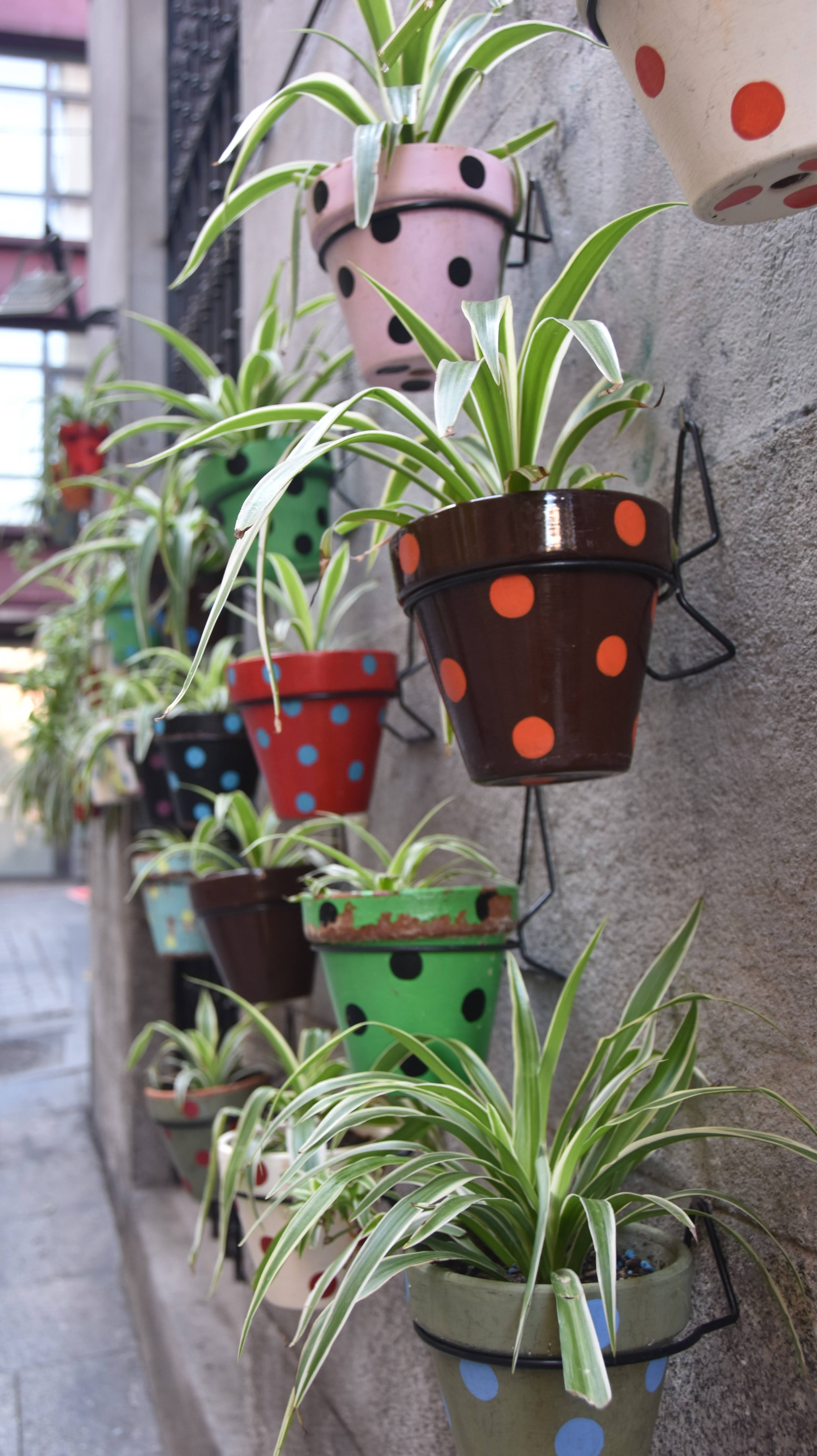 Polka-dotted flowerpots with spider plants