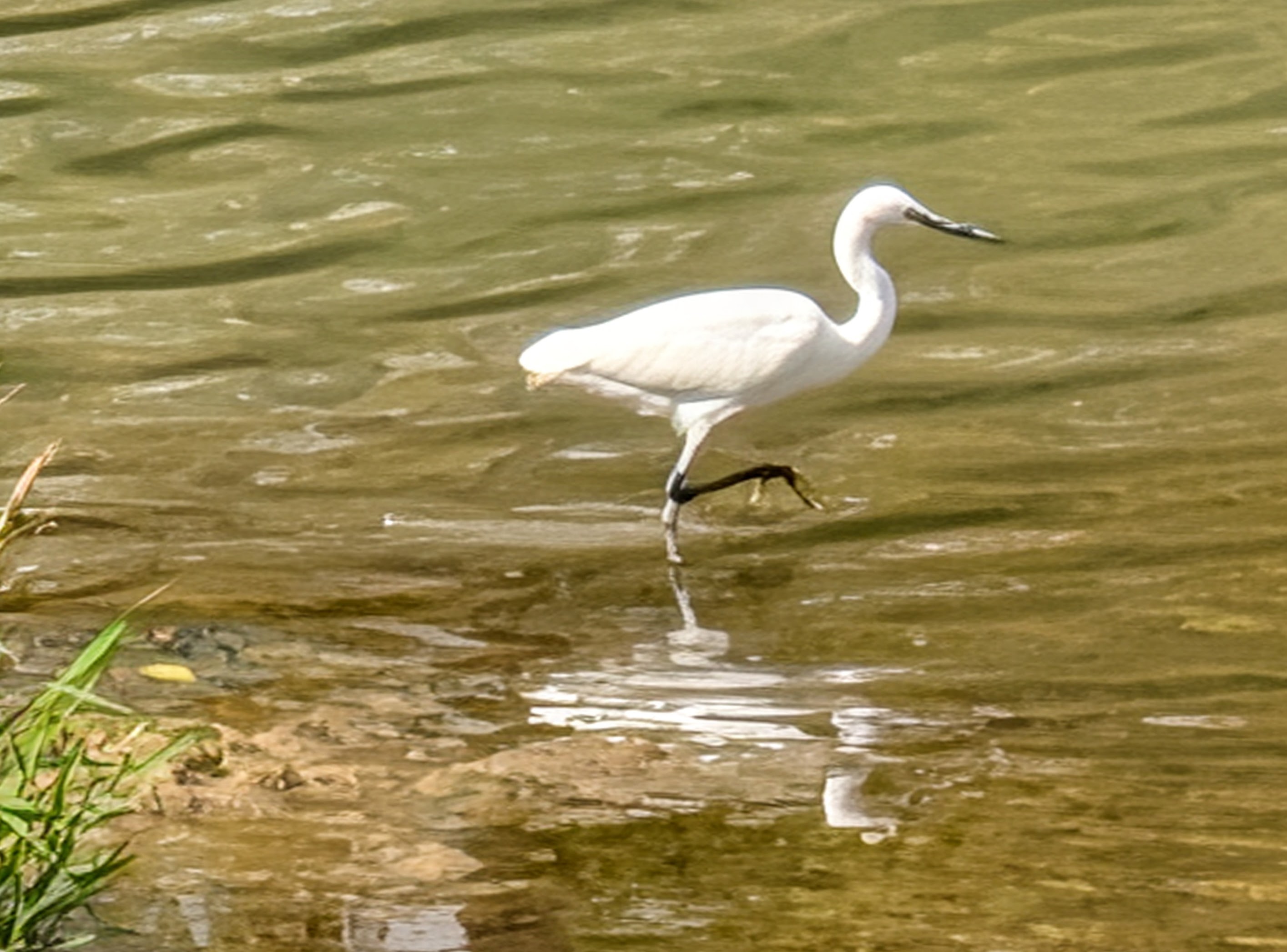 White bird in river