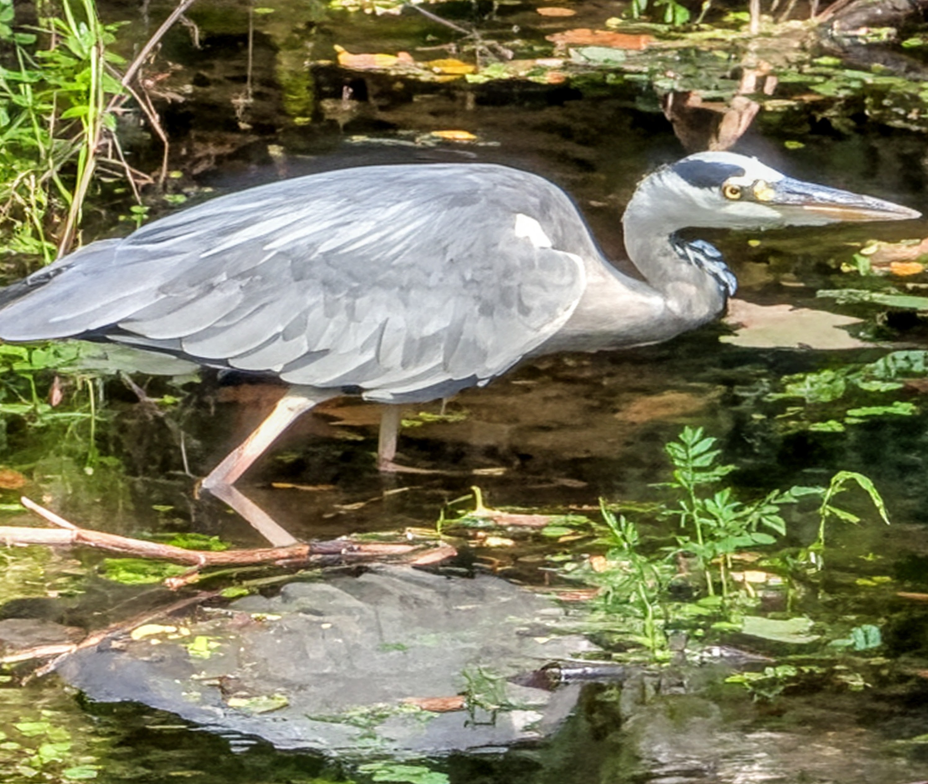 Bird and its reflection