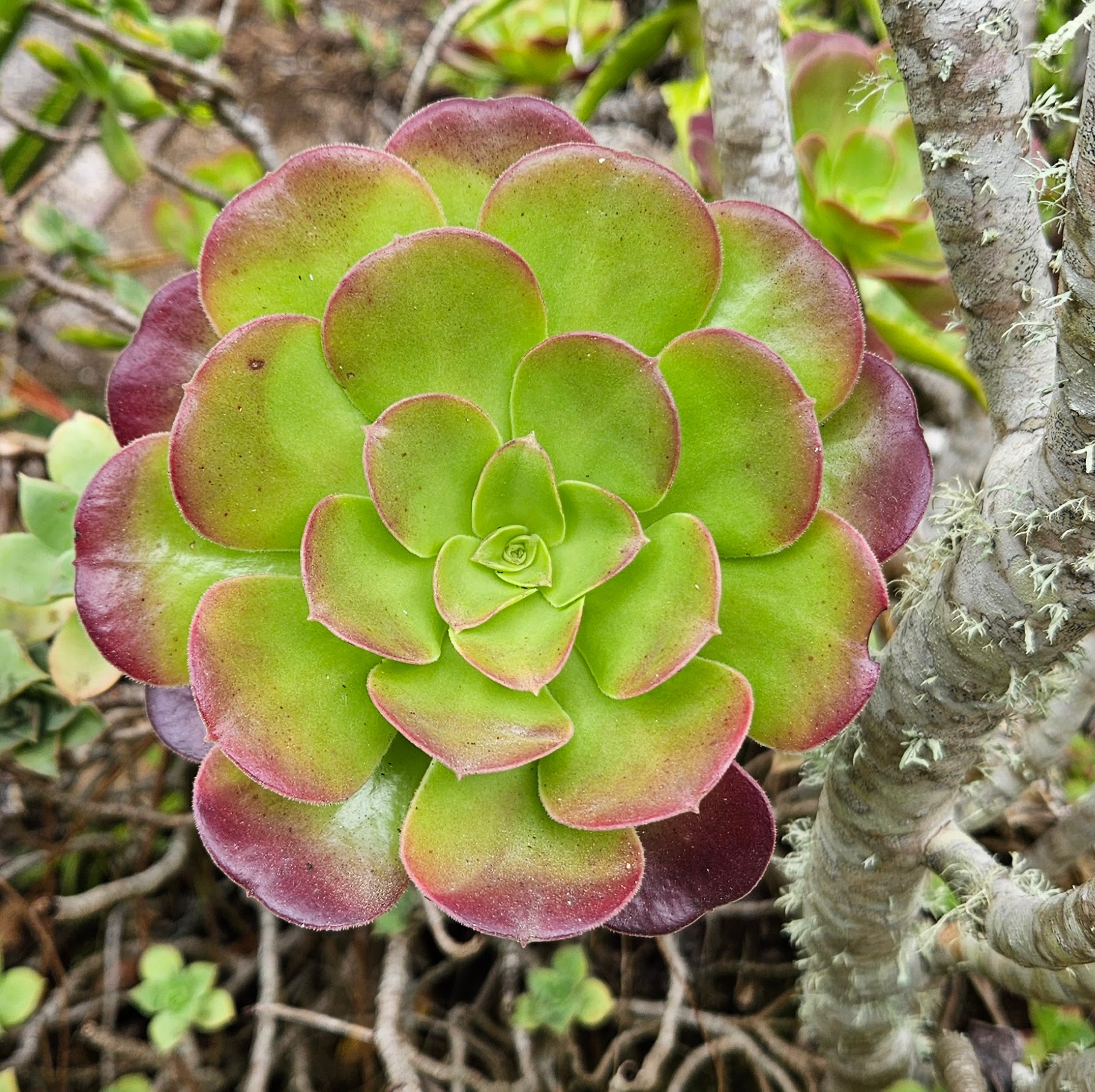 Succulent close-up