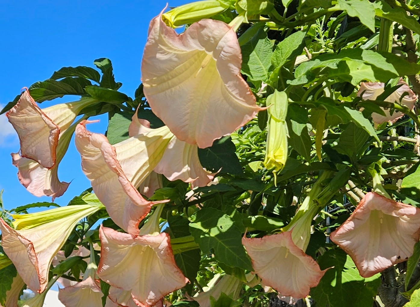 Brugmansia blooming in Liérganes