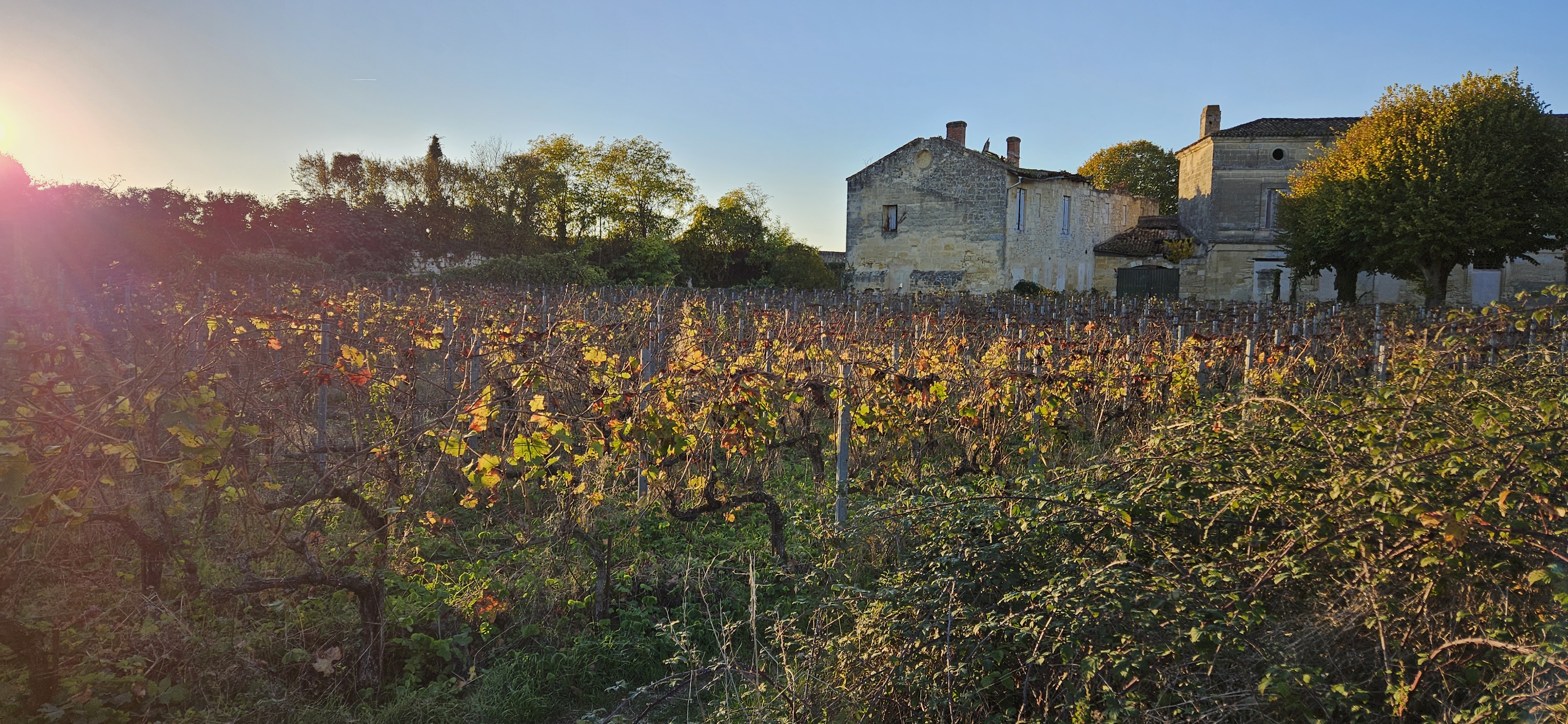 Vineyard in sunset light