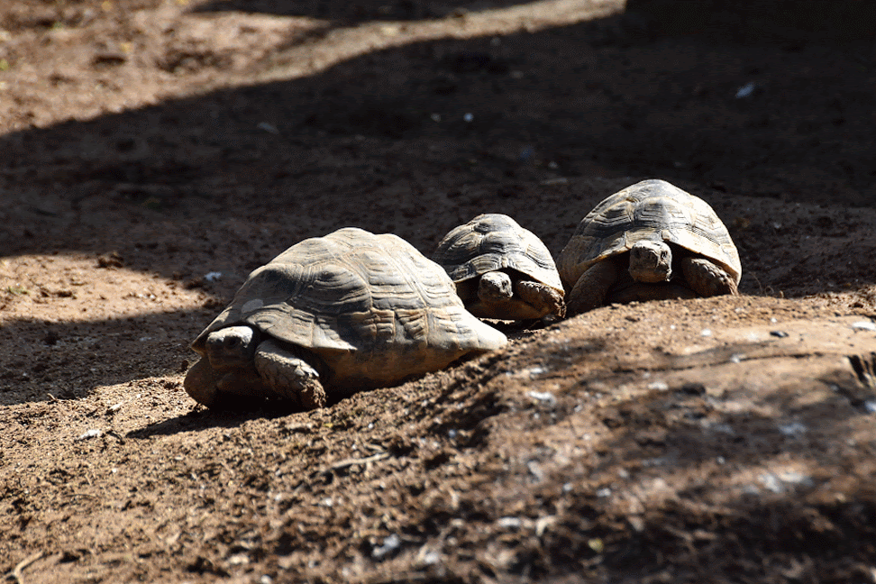 Land turtles at the aquarium