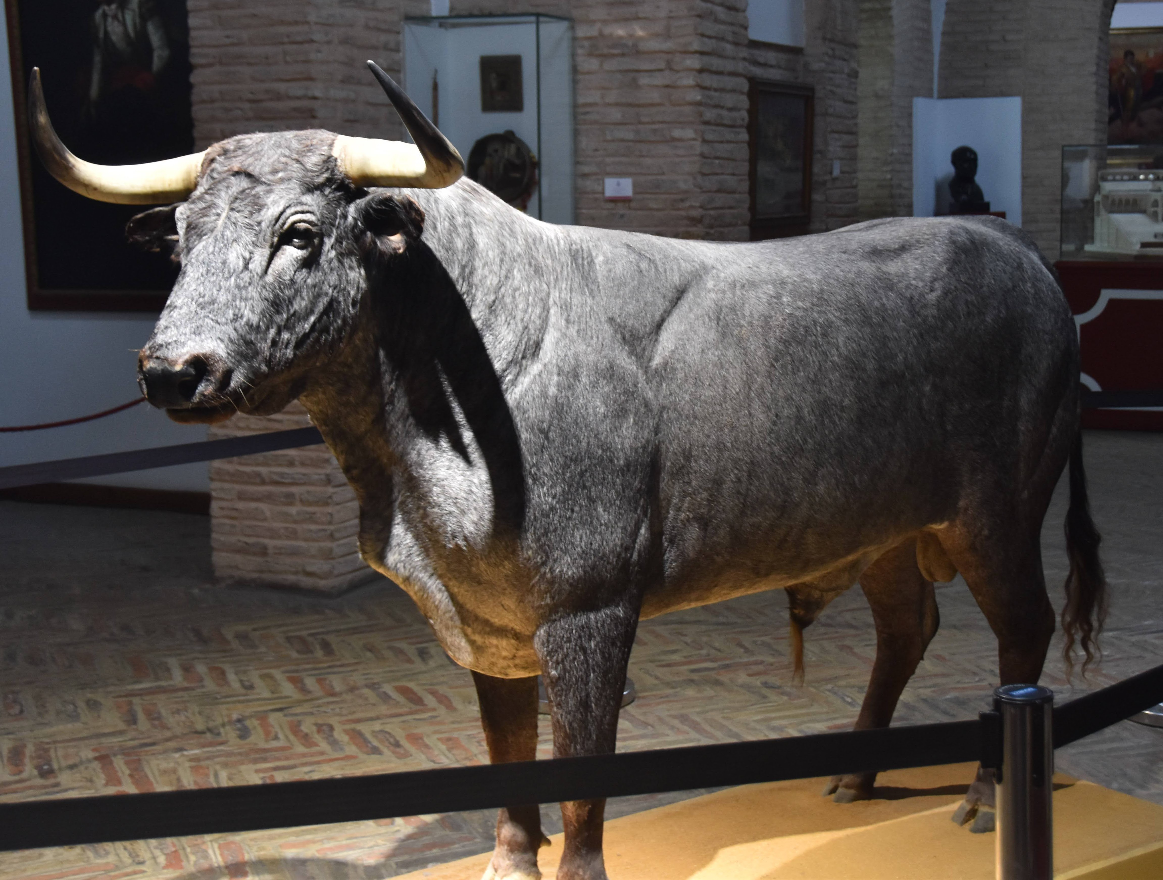 Statue of bull at the Plaza de Toros museum