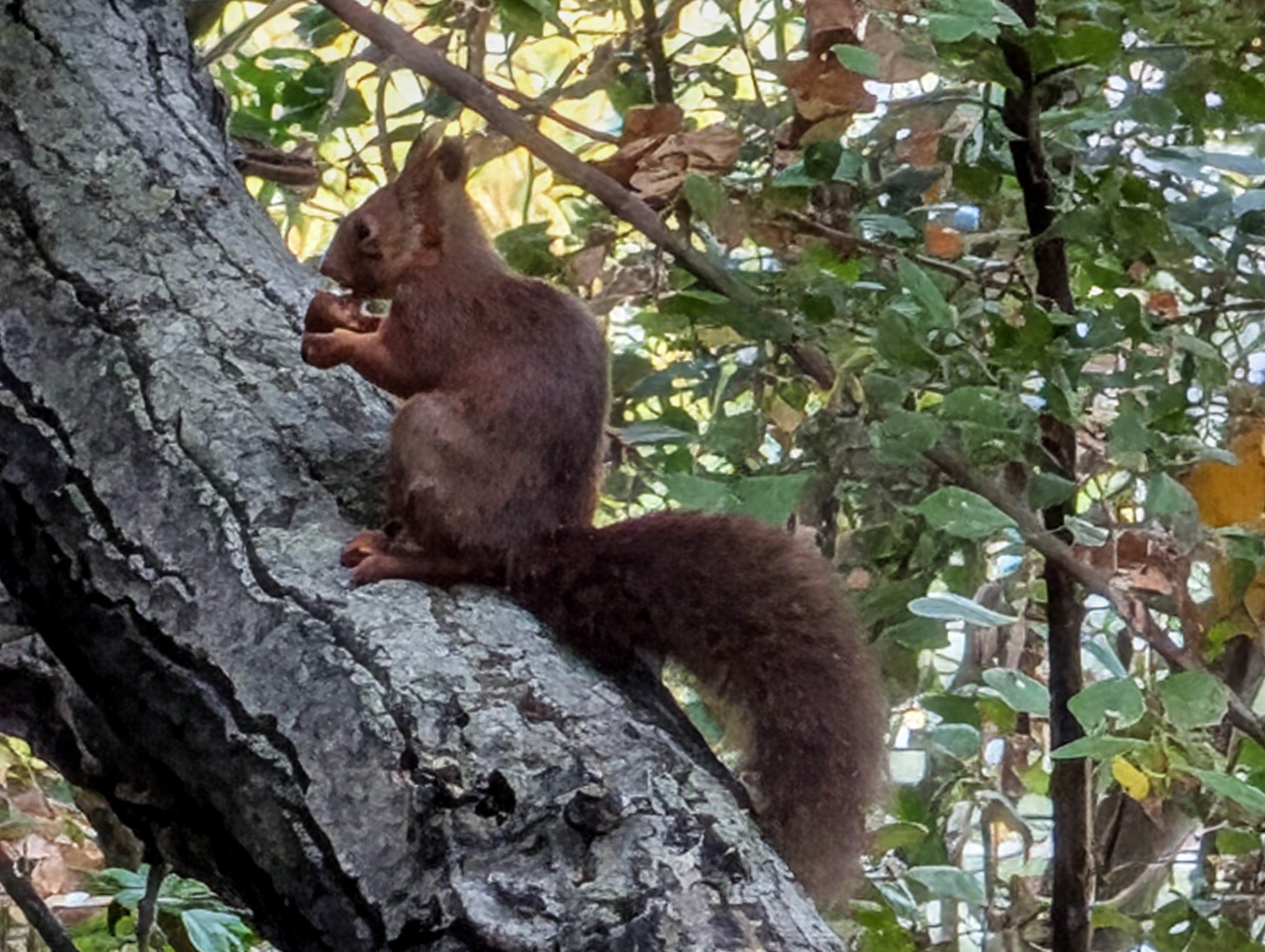 Brown squirrel with acorn in tree