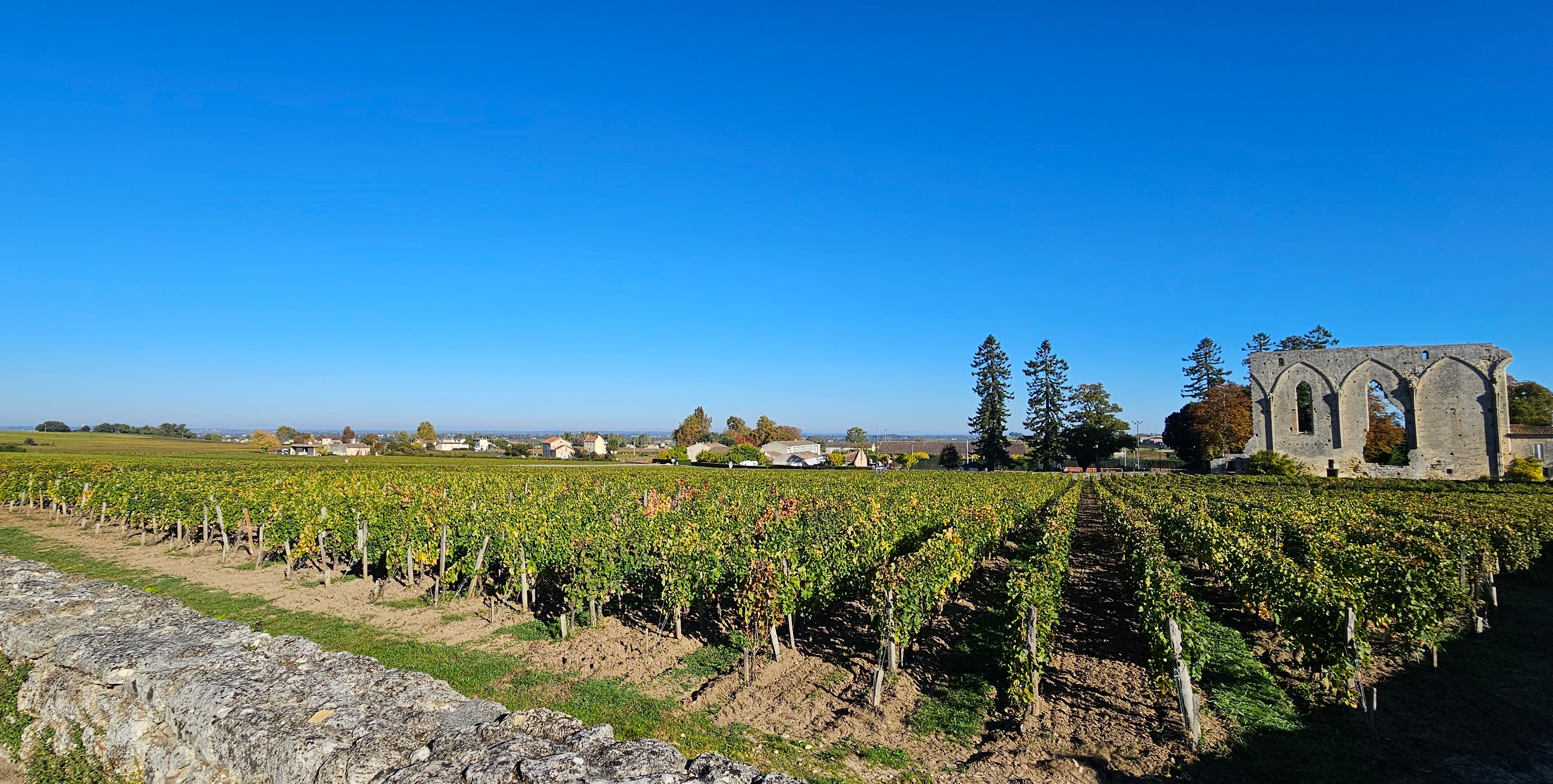Grape vines and city wall remains 