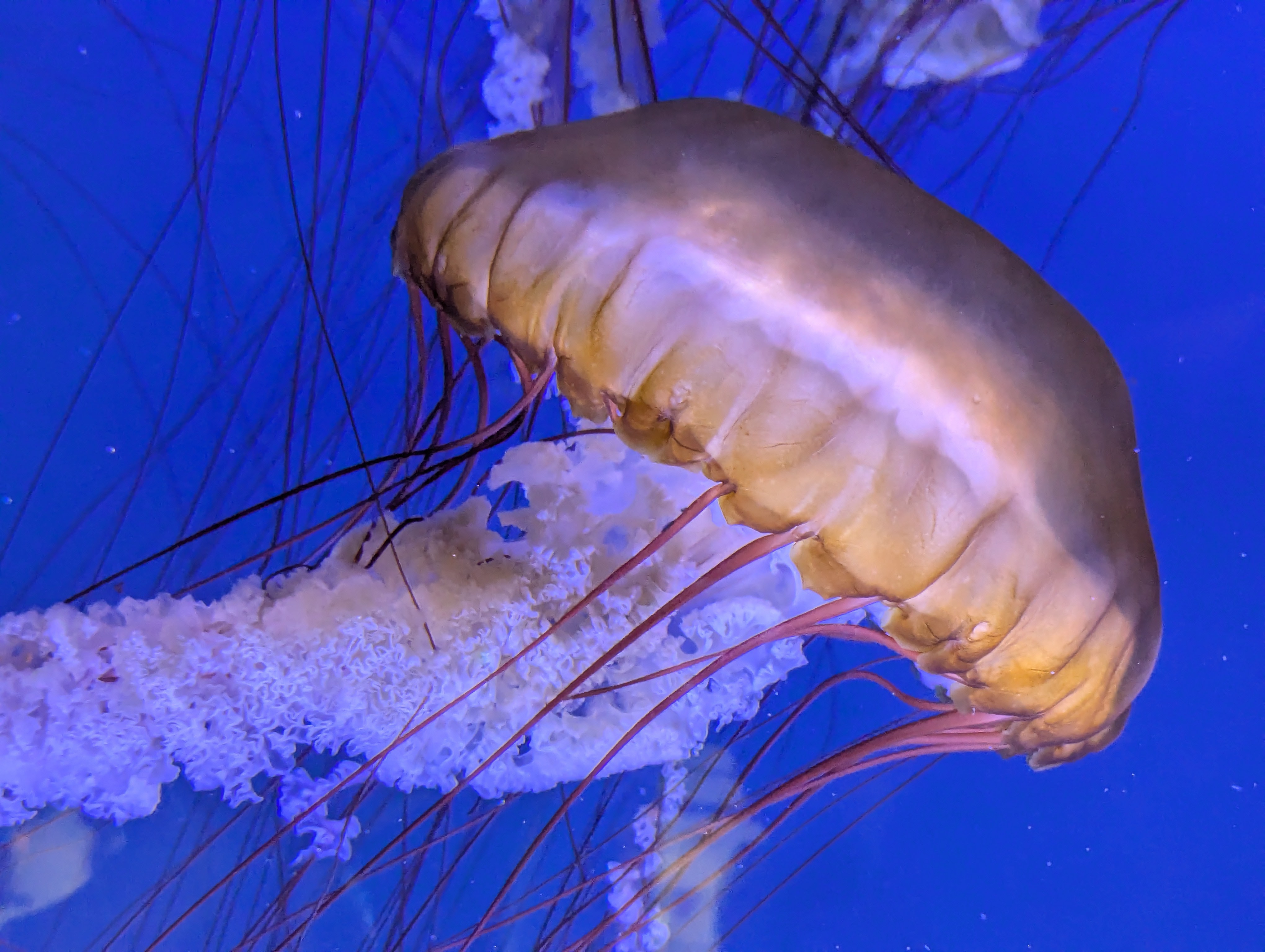 Giant jellyfish