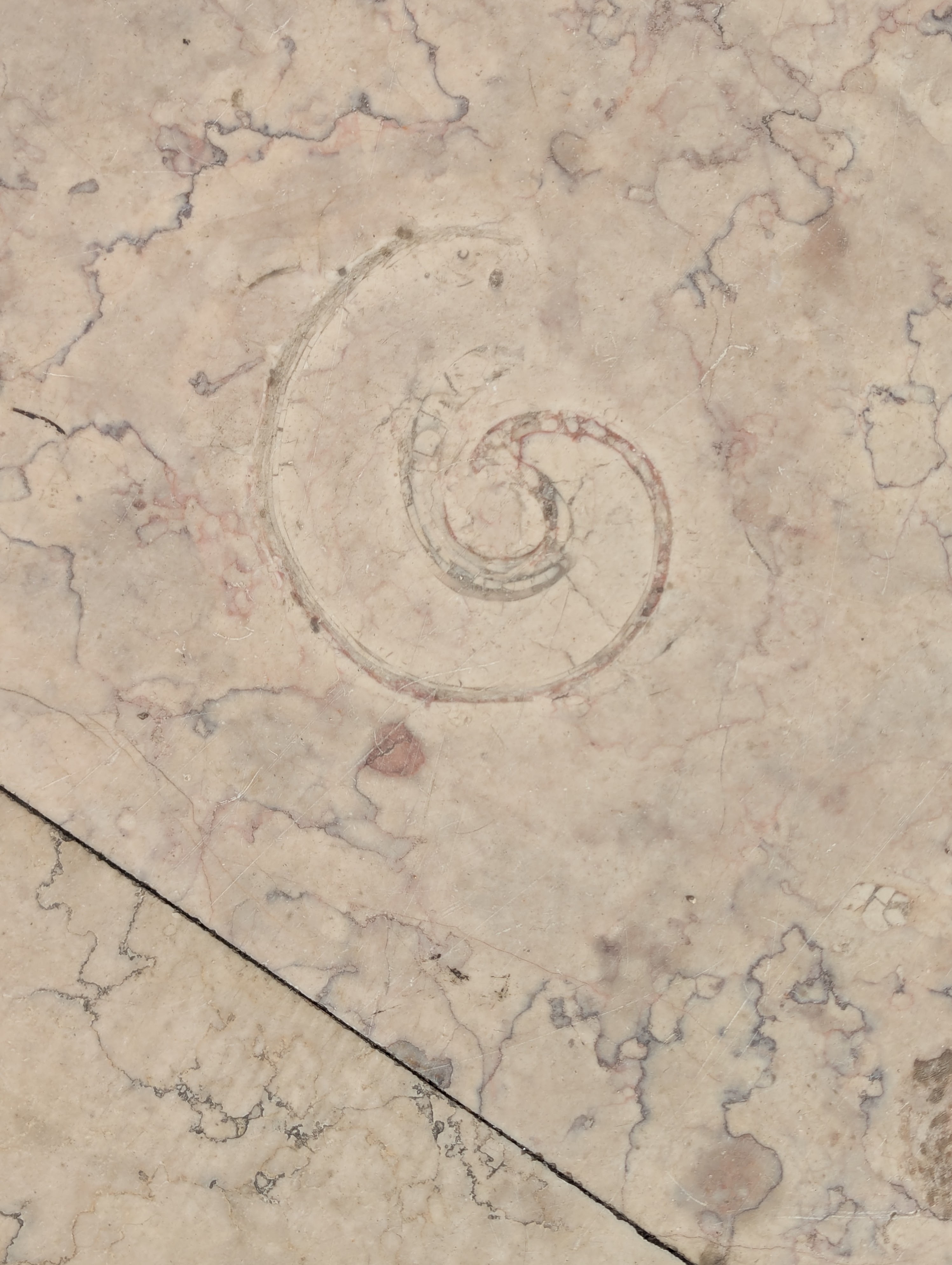 The courtyard tiles at Praça do Comércio, and many others locations in Lisbon, have evident - and beautiful - fossilized shells