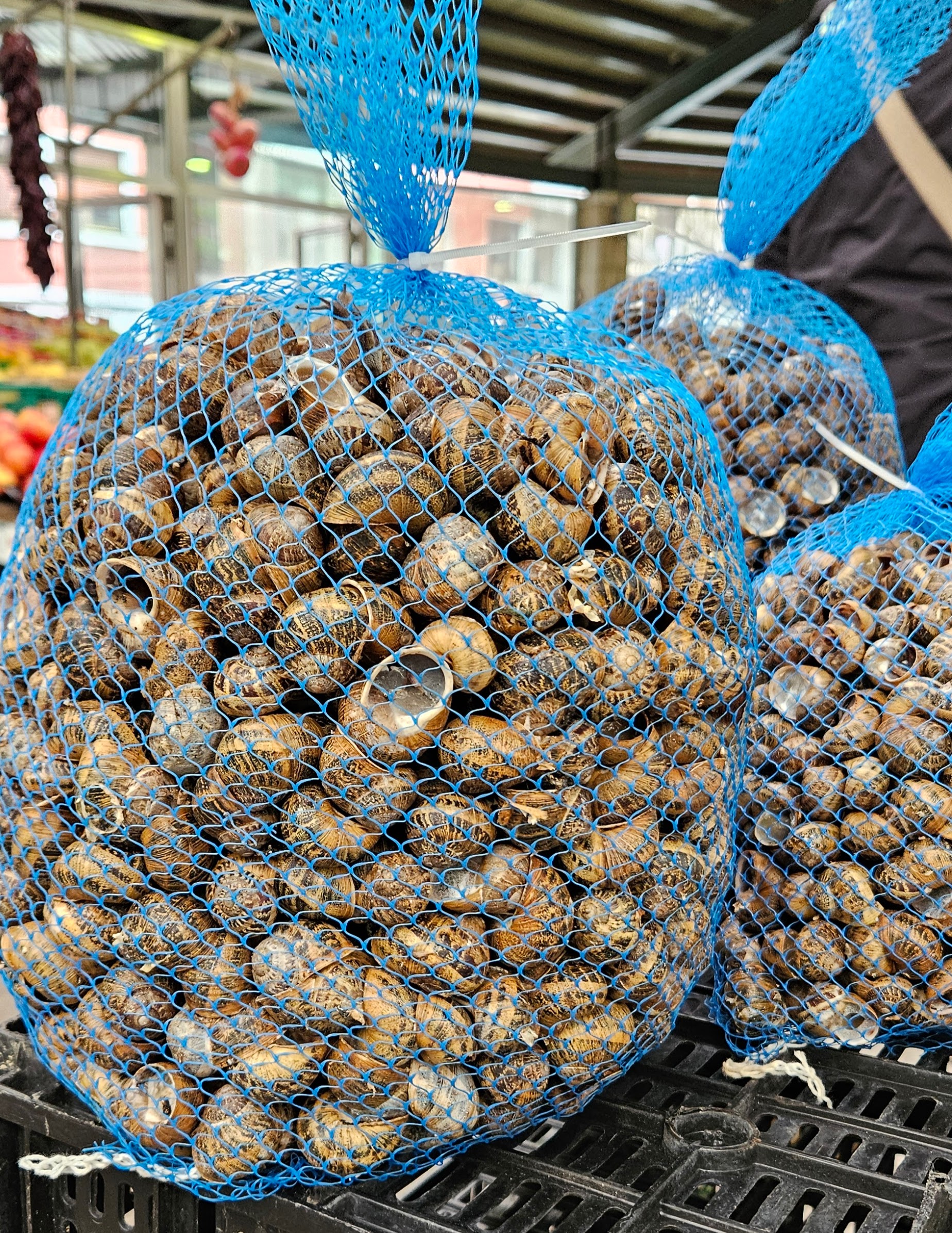 Snails at the Guernica market