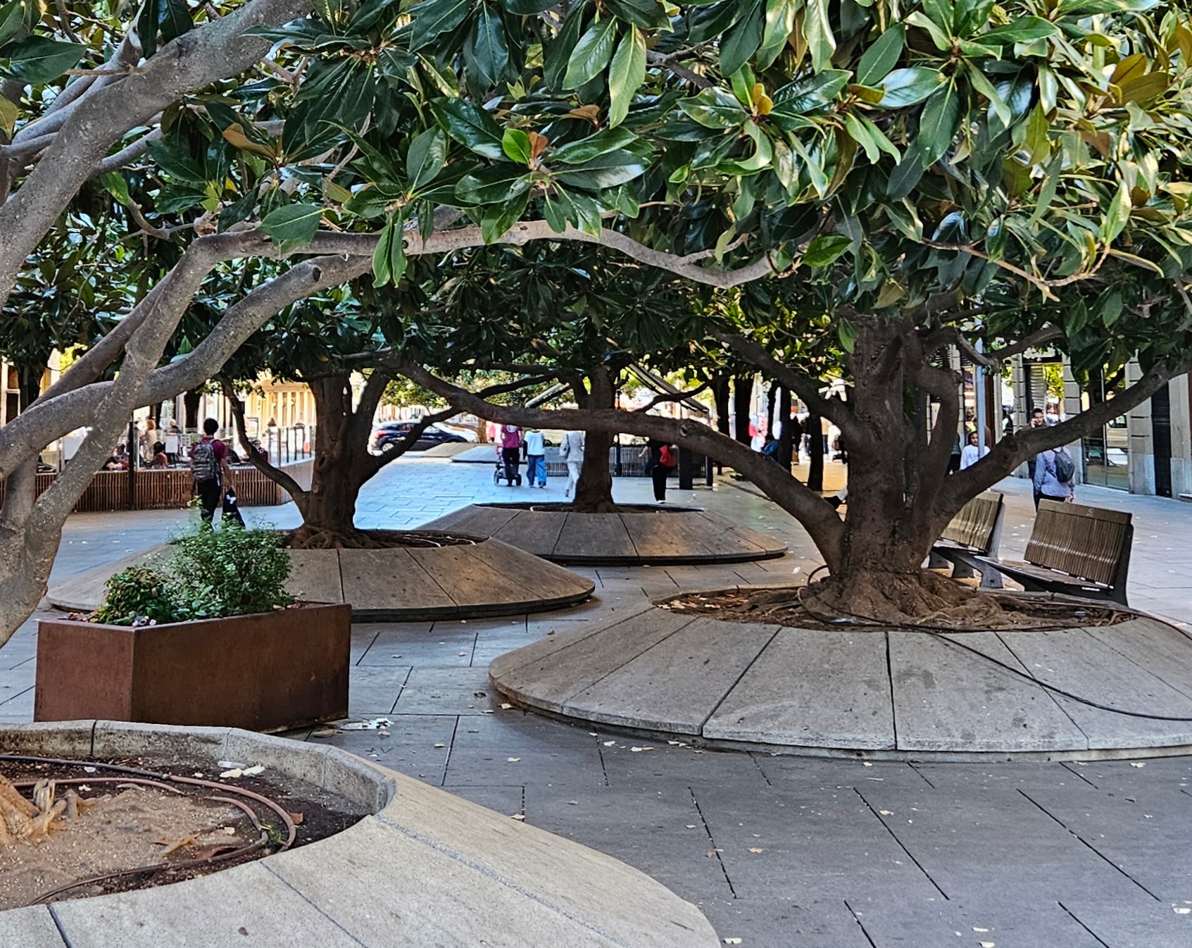Urban magnolia forest